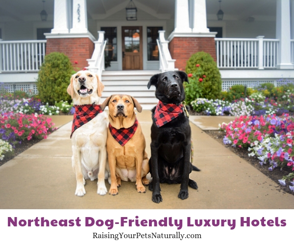 East dog-friendly hotels
