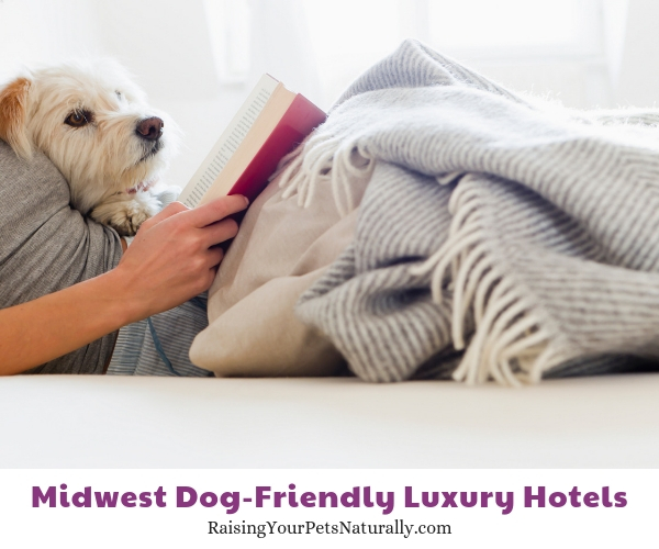 Best dog-friendly hotel chains