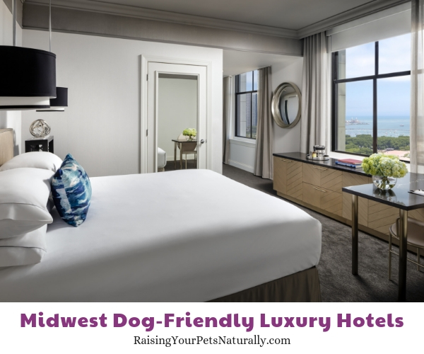 Top dog friendly hotels