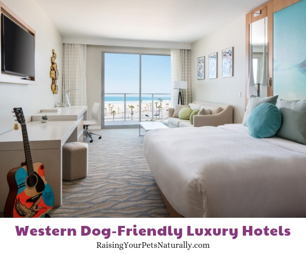 Five star hotels that are dog-friendly