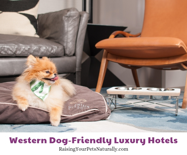 Arizona pet-friendly hotels