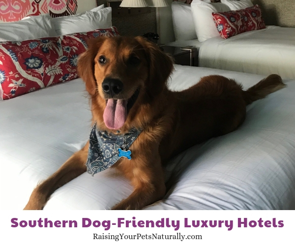 Top dog friendly hotels in South Carolina