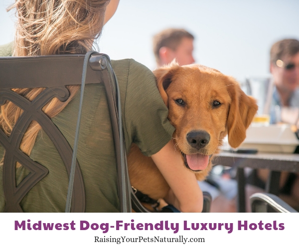 Madison, WI luxury pet hotels