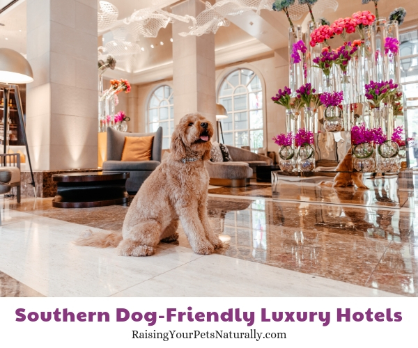 The best southern pet friendly hotels
