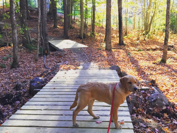 Dog-friendly hiking in Bethel, Maine