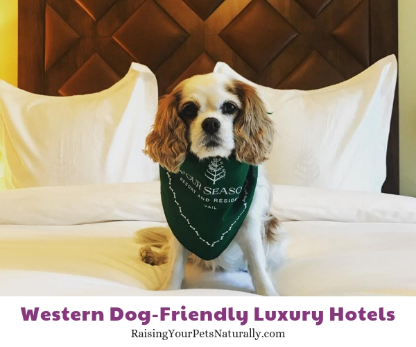 Vail Colorado pet friendly hotels