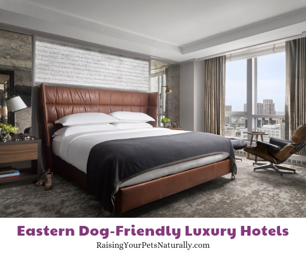 Boston luxury pet friendly hotels