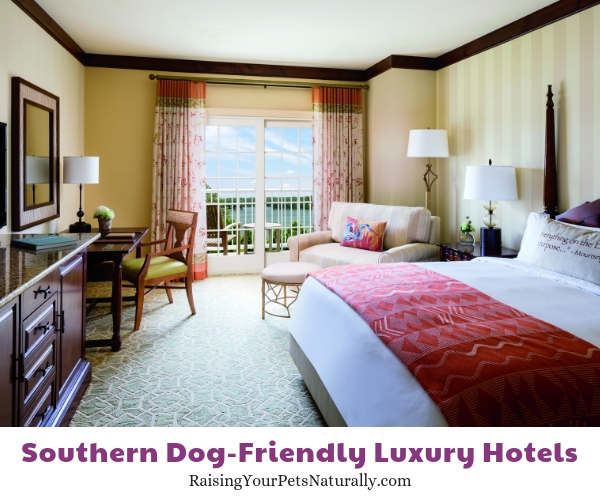 Georgia pet friendly luxury hotels