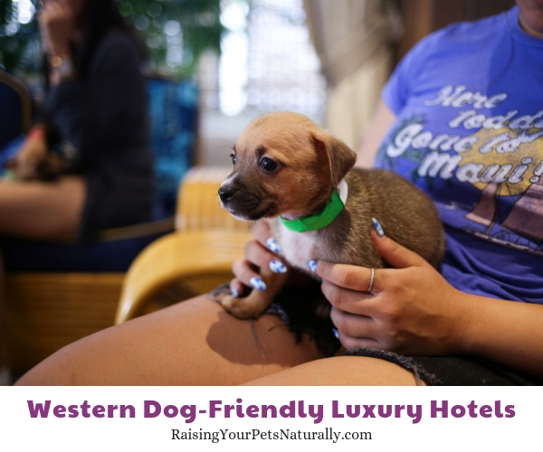 Hawaii pet friendly resorts