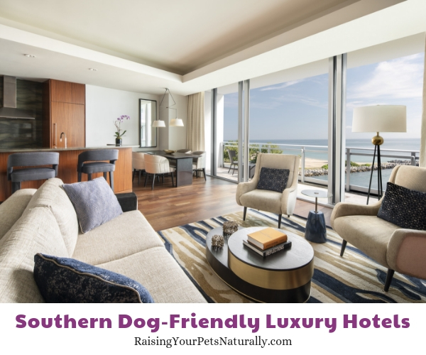 Top rated pet friendly hotels in Florida 