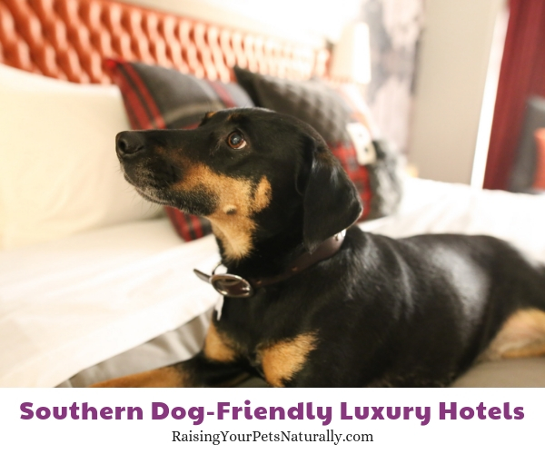 Tennessee luxury pet friendly hotels