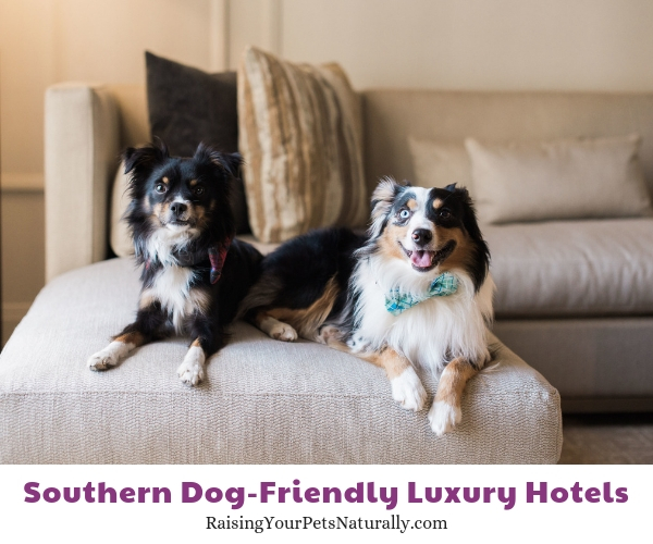 Luxury pet friendly hotels Austin Texas