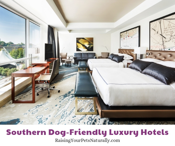 Best dog-friendly hotels in Tennessee 