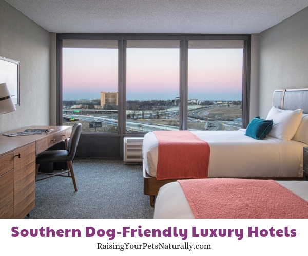 top dog-friendly luxury hotels