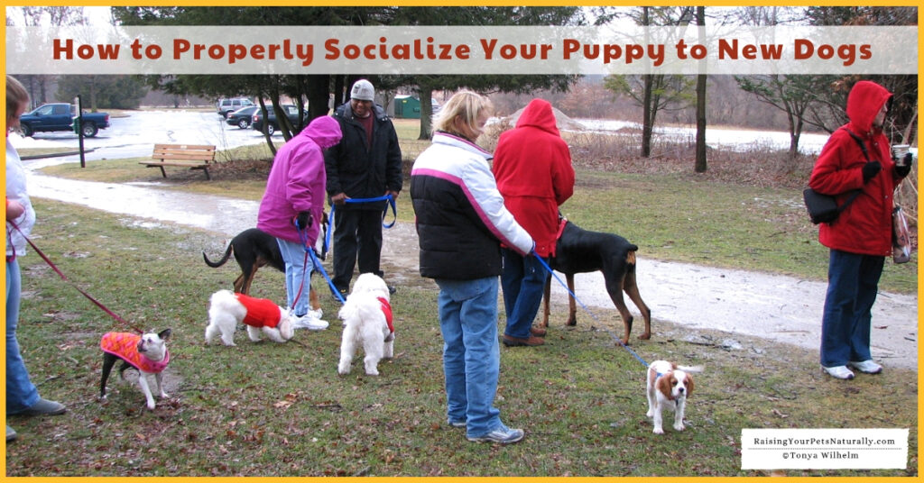 Best Way to Socialize a Puppy to Unfamiliar Dogs