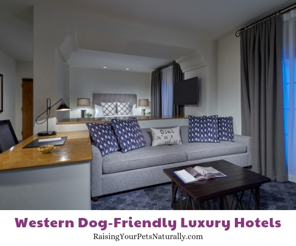 5 star dog friendly resorts in CA