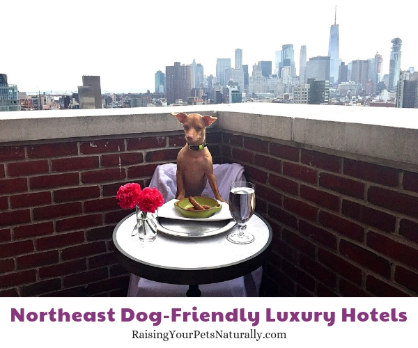 The Best Luxury Pet-Friendly Hotels in the Northeast Region - Raising Your  Pets Naturally with Tonya Wilhelm