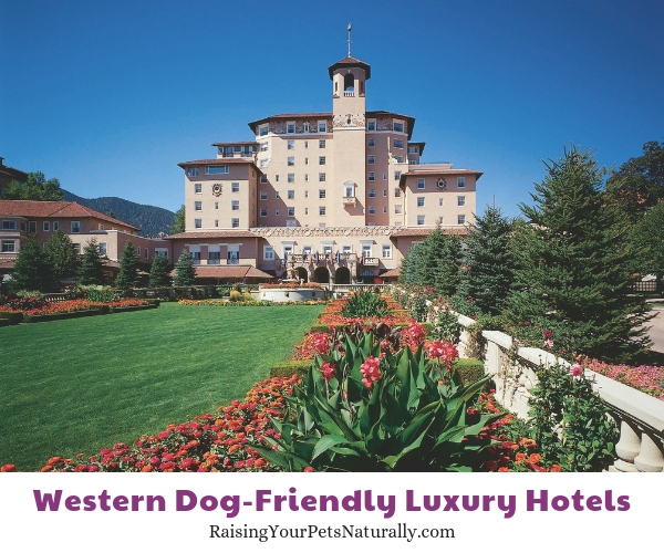 Luxury hotels that are dog friendly 