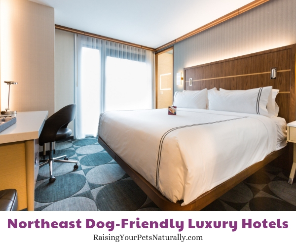 NY luxury pet friendly hotels