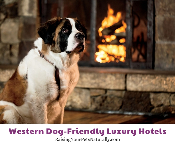 Colorado dog-friendly resorts