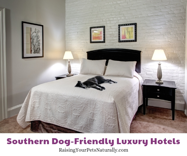 Best pet friendly hotels in the south