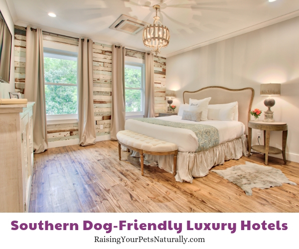 five star dog-friendly southern hotels