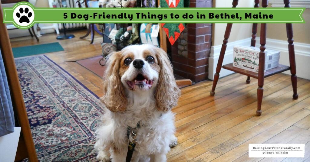 What to do in Bethel, Maine with a pet