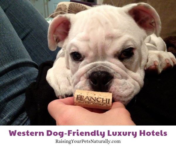 Best pet friendly resorts in California