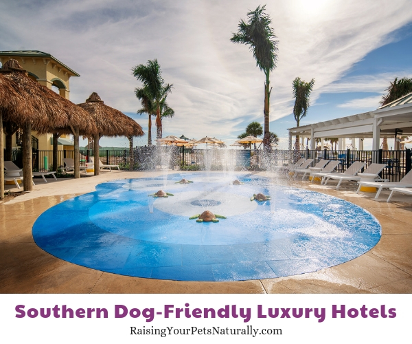 Luxury Florida resorts that allow pets