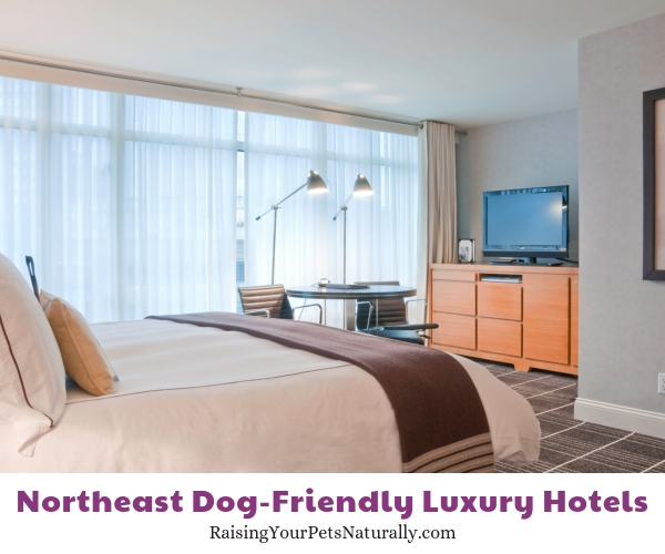 Top hotels in Boston that allow pets
