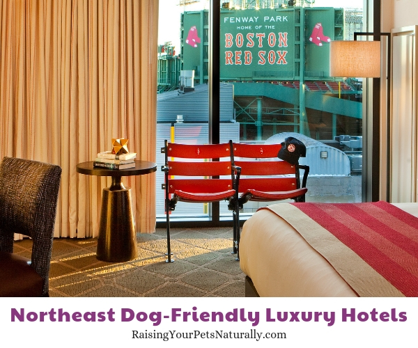 Five star pet-friendly hotels in Boston
