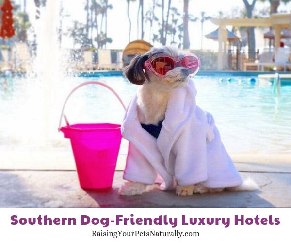 Pet-friendly Hilton Head hotels
