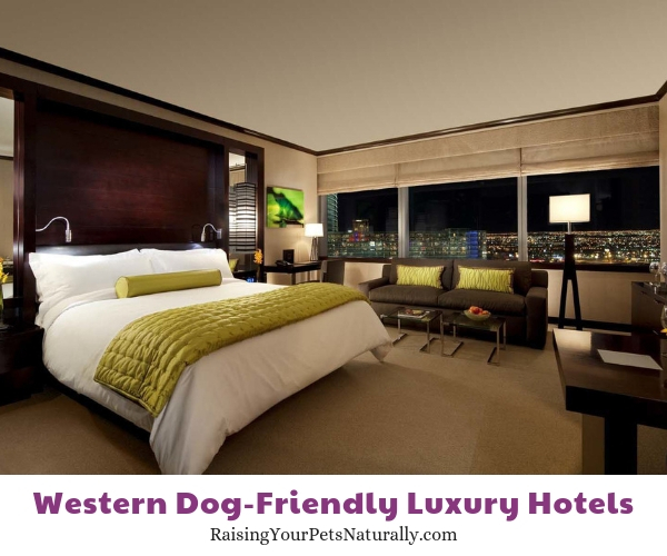 Luxury pet friendly hotels on the strip