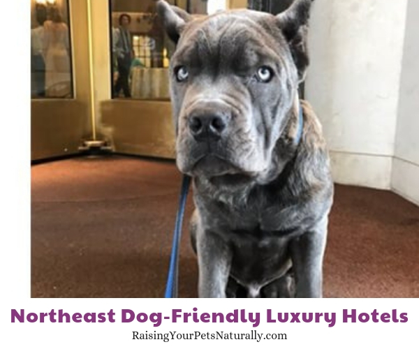 Luxury pet friendly hotels in Maryland