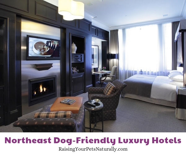 Five star pet friendly Massachusetts hotels 