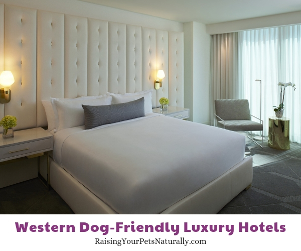 Five star Nevada pet friendly hotels