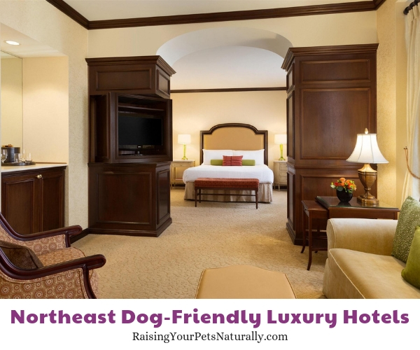 Luxury dog friendly hotels in Delaware 