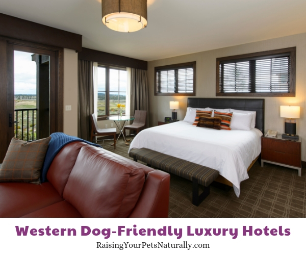 Luxury hotels that are pet friendly