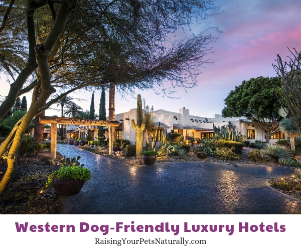 Arizona dog friendly resorts