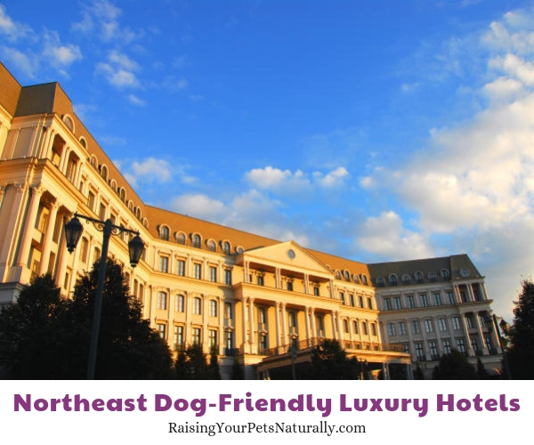 Best dog friendly hotels in Pennsylvania 