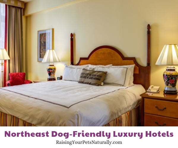 Pet friendly New England hotels