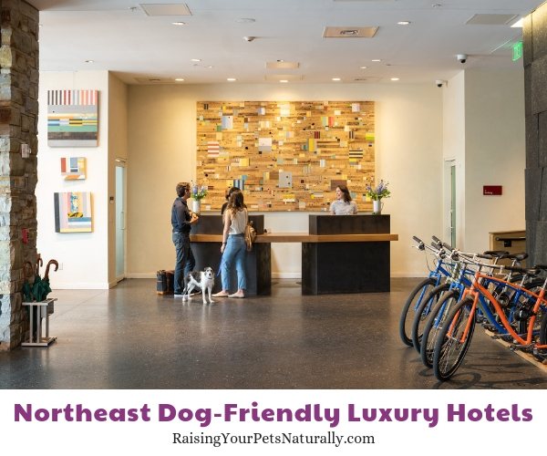 Vermont luxury dog friendly hotels