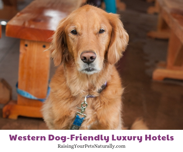 Ten of our favorite dog-friendly hotels and resorts in California