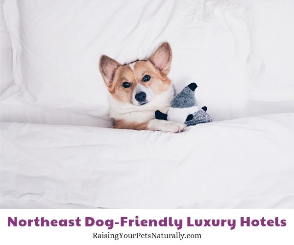New York City top dog friendly hotels