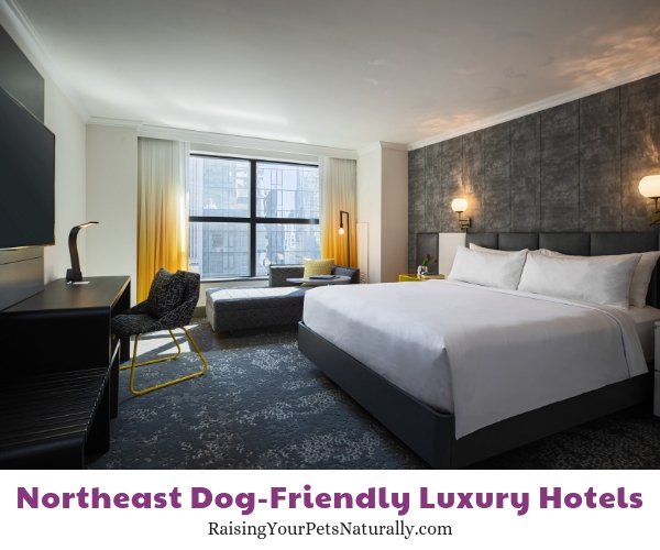 The Best Luxury Pet-Friendly Hotels in the Northeast Region - Raising Your  Pets Naturally with Tonya Wilhelm