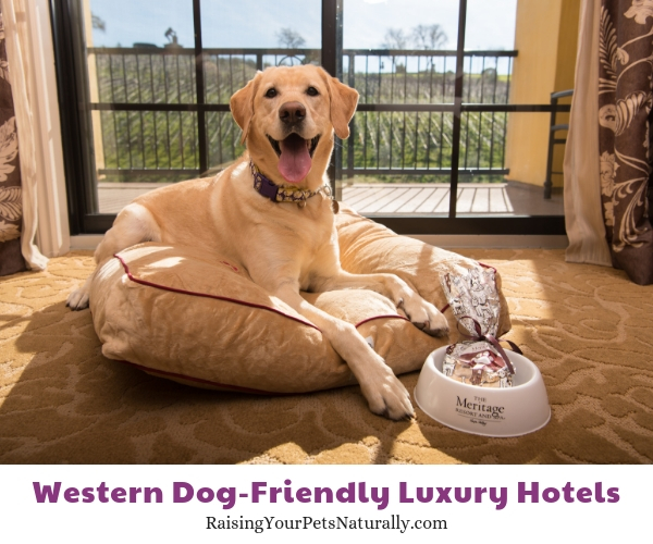 37 Best Dog-Friendly Luxury Hotels in the U.S.