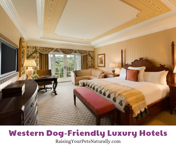 Best pet friendly hotels in CA