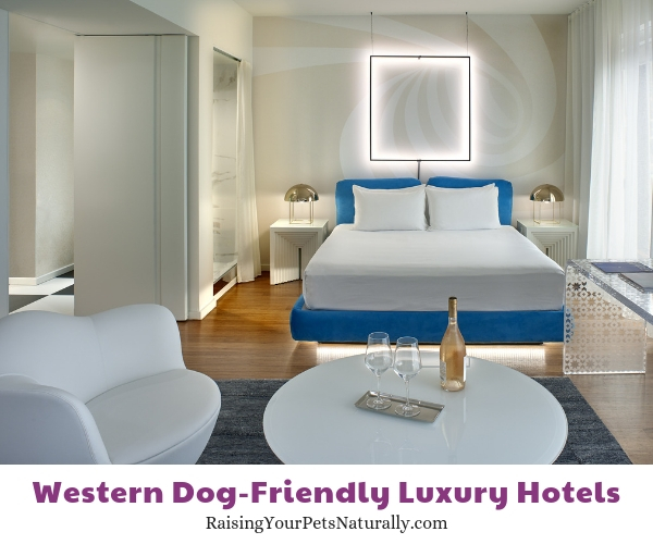 Best LA pet friendly hotels