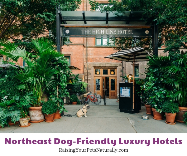 Top NY NY dog friendly hotels