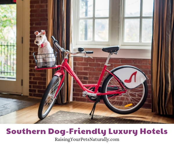 Luxury pet friendly resorts in VA